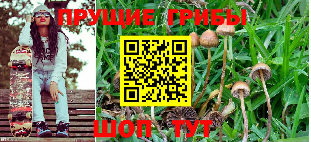 Псилоцибиновые грибы Psilocybine cubensis Моздок